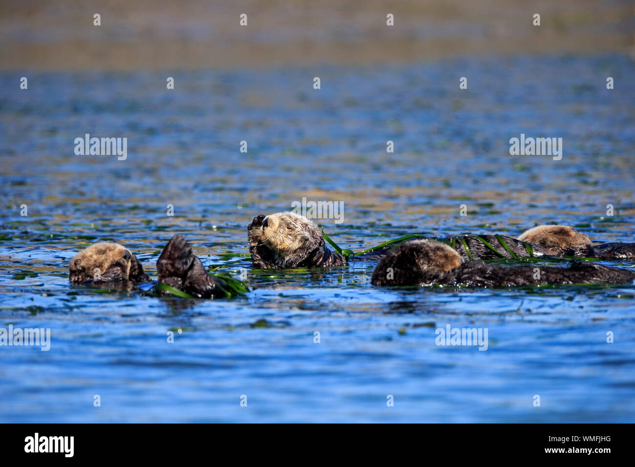 Sea Otter, Gruppe von Erwachsenen, die Elkhorn Slough, Monterey, Kalifornien, Nordamerika, USA, (Enhydra lutris) Stockfoto