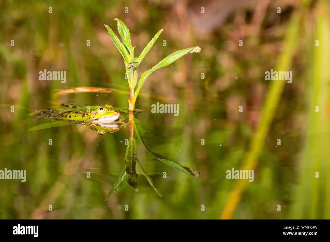 Green Frog, water Frog, Zingst, Mecklenburg-Vorpommern, Deutschland, (Pelophylax kl. ESCULENTUS) Stockfoto