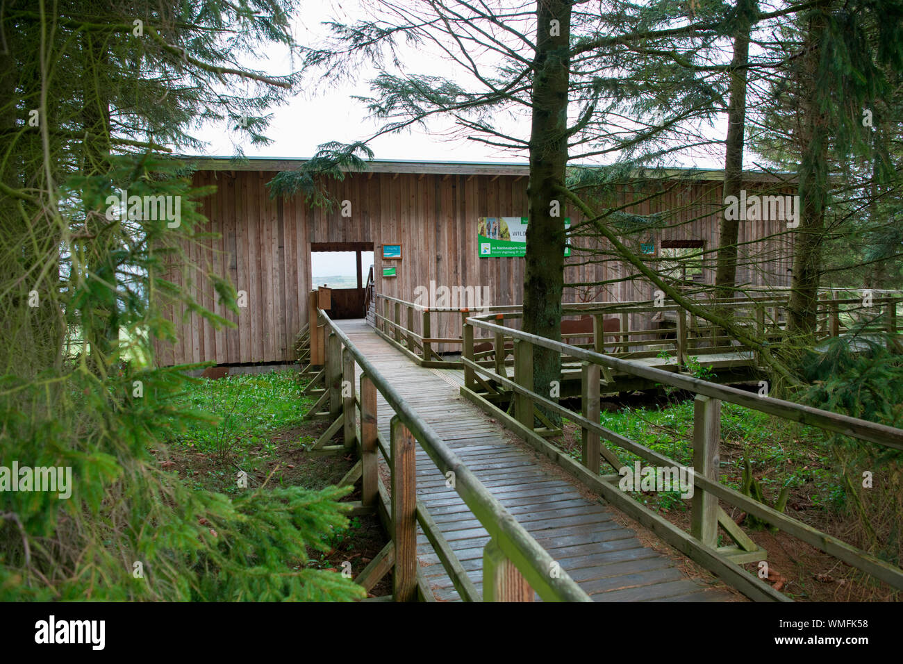 Red deer Sicht Dreiborn, Nationalpark Eifel, Nordrhein-Westfalen, Deutschland, Europa Stockfoto