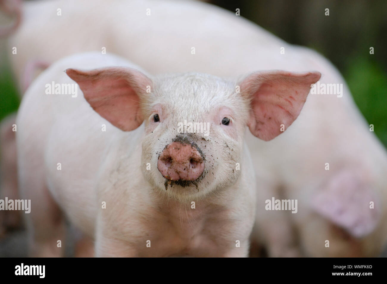 Hausschwein, Ferkel mit schmutzigen Schnauze, Porträt Stockfoto