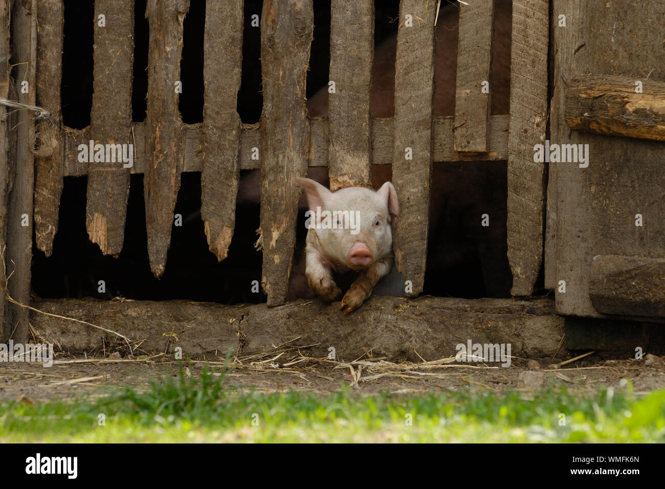 Hausschwein, Schweinchen aus stabilen Stockfoto