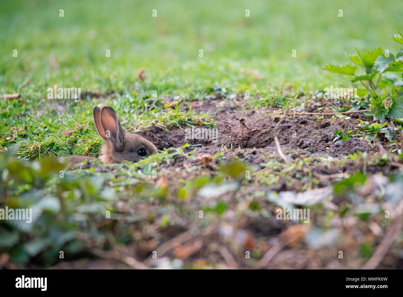 Europäische Kaninchen, Nordrhein-Westfalen, Europa, (Oryctolagus cuniculus) Stockfoto