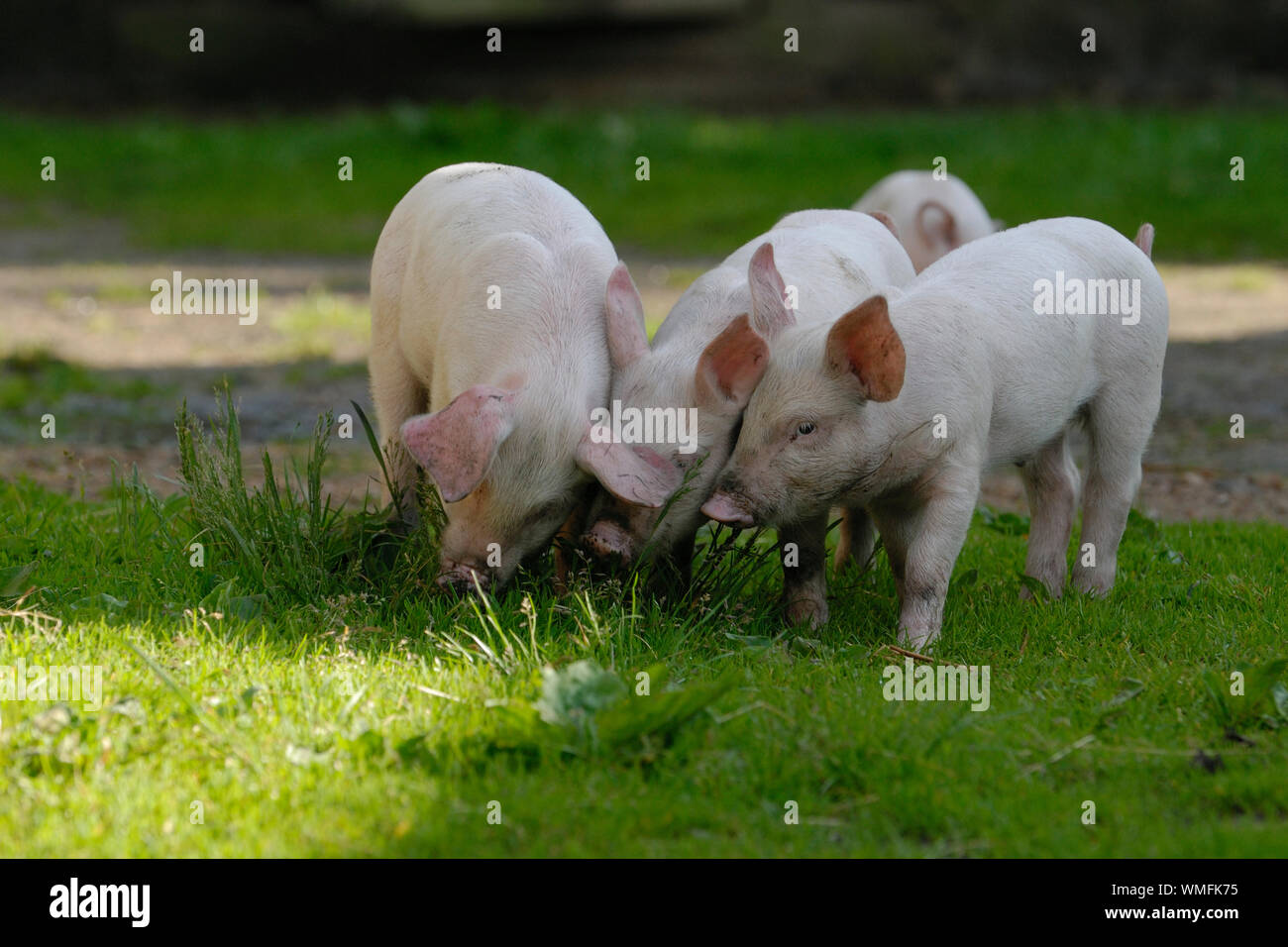 Hausschwein, Ferkel schnüffeln an Gras Büschel Stockfoto