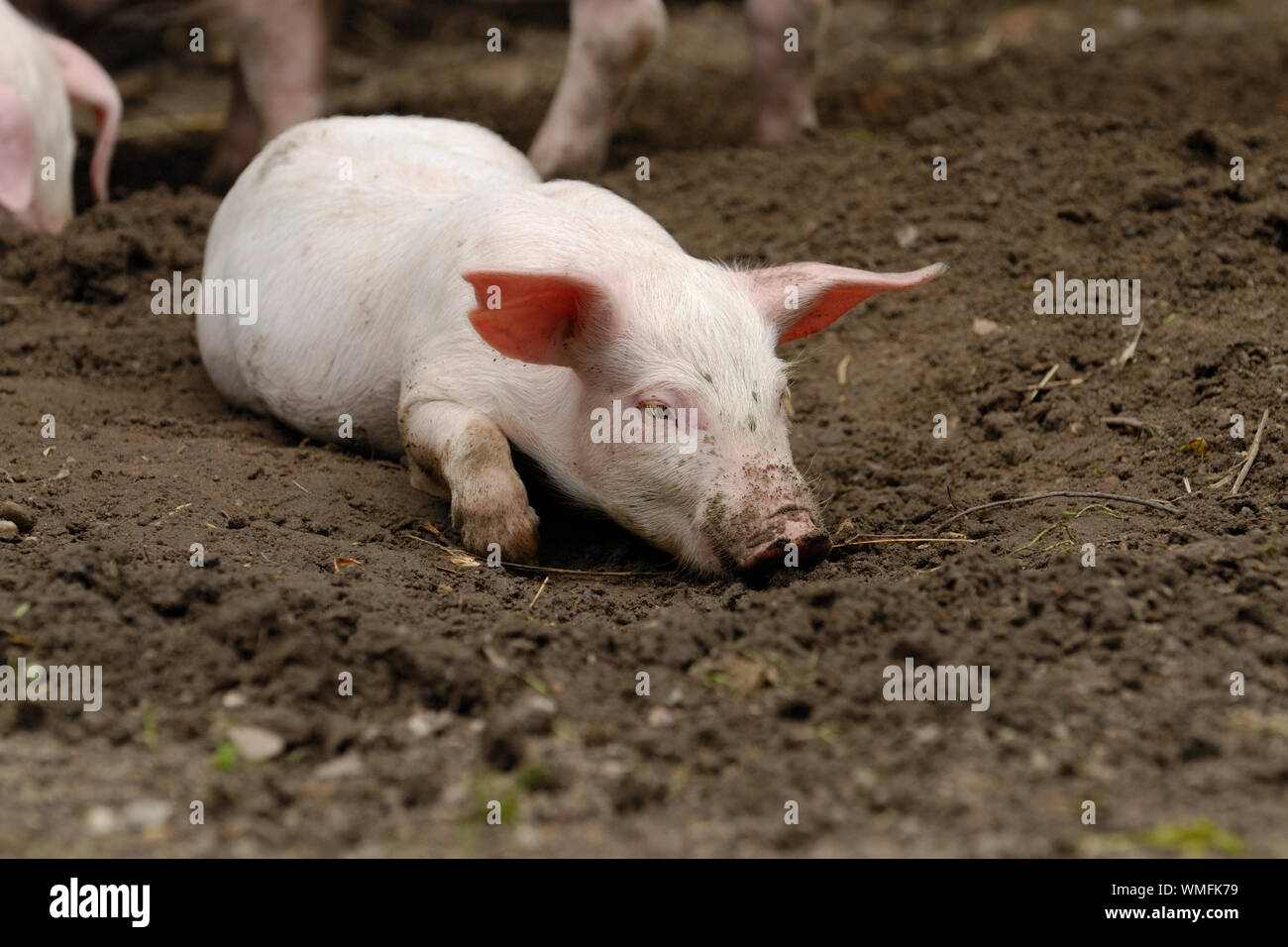 Hausschwein, Ferkel im Sand liegend Stockfoto