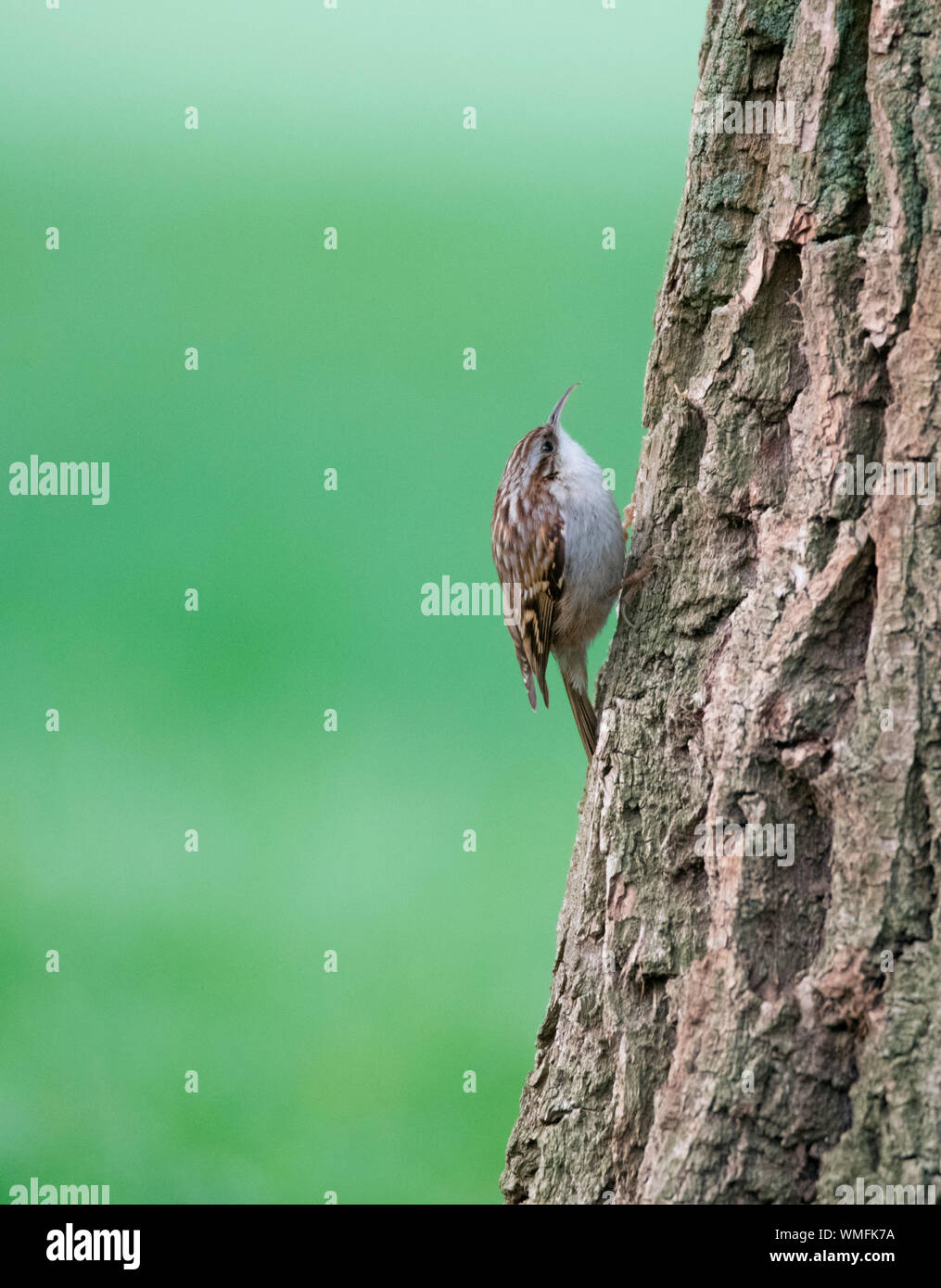 Short-toed treecreeper, Nordrhein-Westfalen, Europa, (Certhia brachydactyla) Stockfoto