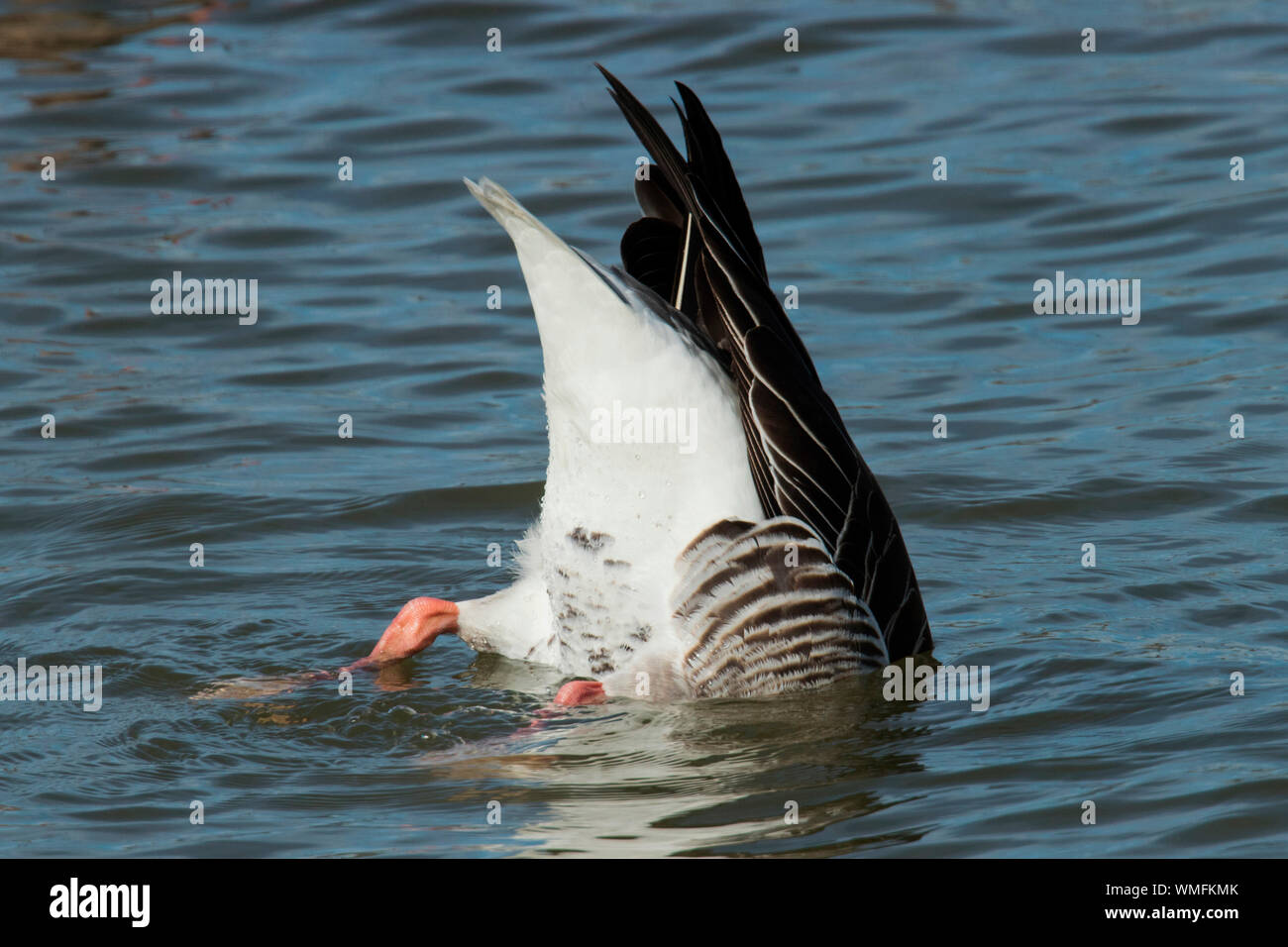 Graugänse, Echinger Stausee, Bayern, Deutschland, (Anser anser) Stockfoto