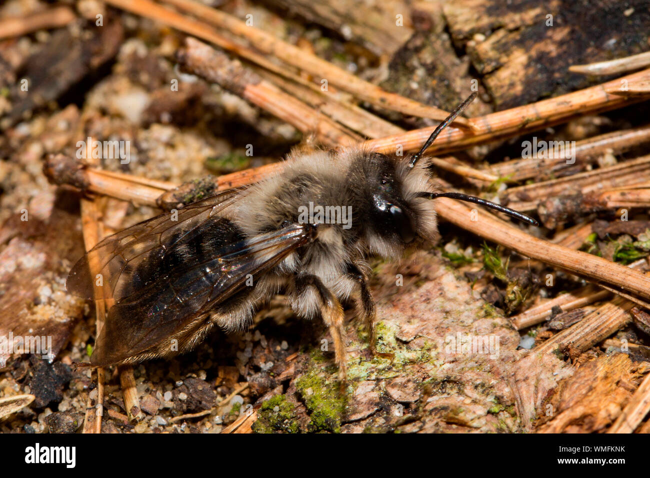 Grau-backed Bergbau Biene, (Andrena vaga) Stockfoto