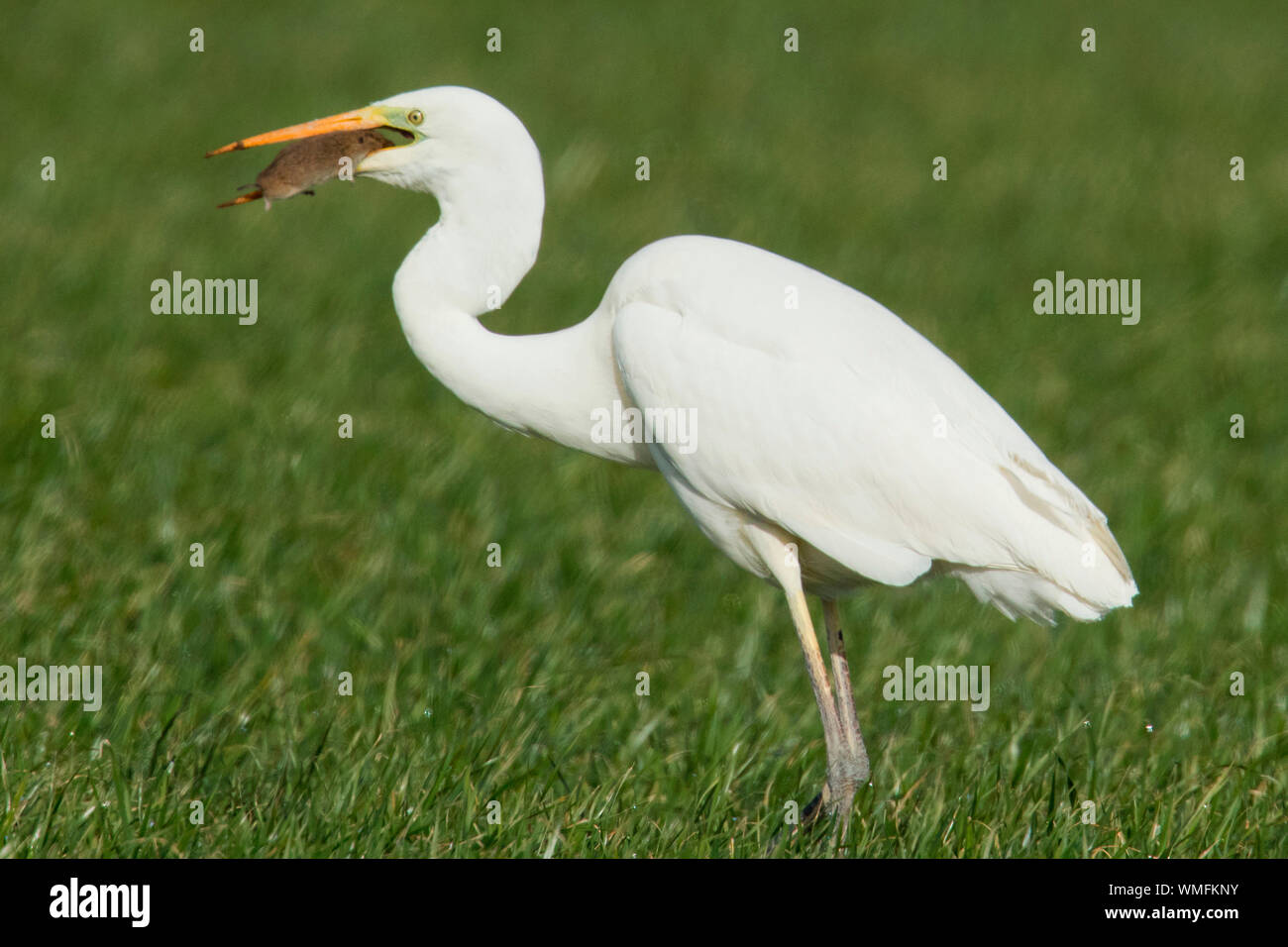 Silberreiher, (Ardea alba) Stockfoto