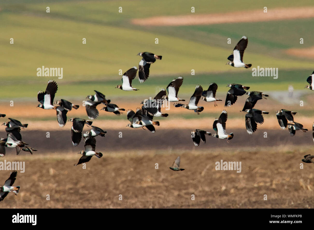 Northern Kiebitze (Vanellus vanellus) Stockfoto