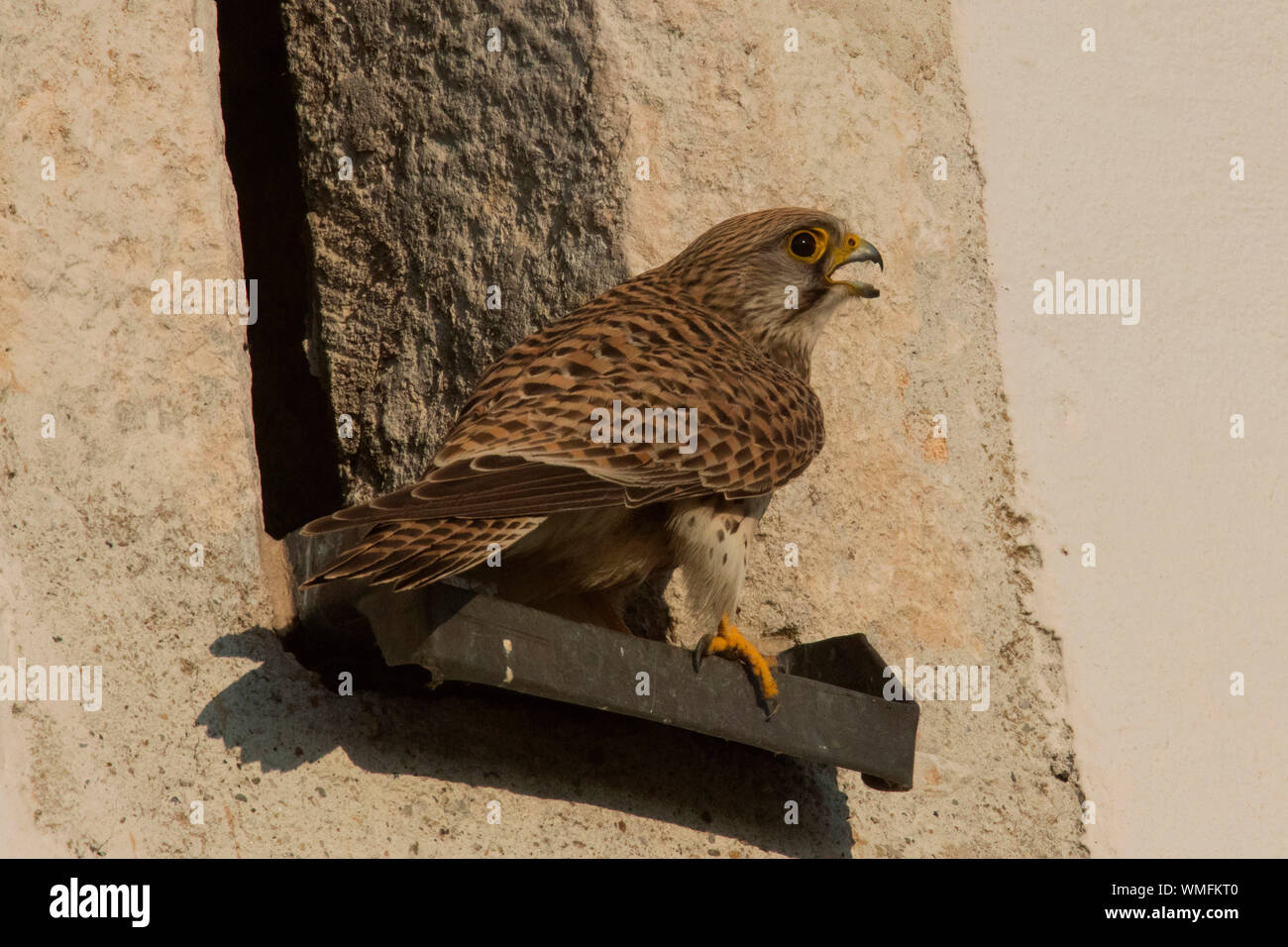 Turmfalke, Kirchturm, die Öffnung in der Wand, (Falco tinnunculus) Stockfoto