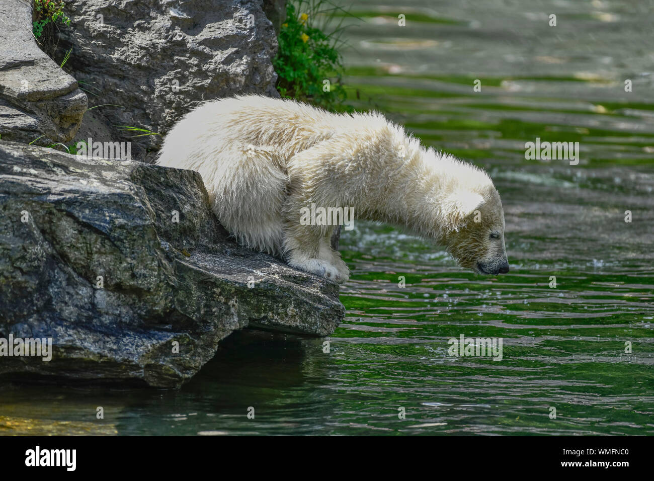 Hertha, Eisbaerenkind Eisbaerenanlage, Tierpark, Friedrichsfelde, Lichtenberg, Berlin, Deutschland Stockfoto