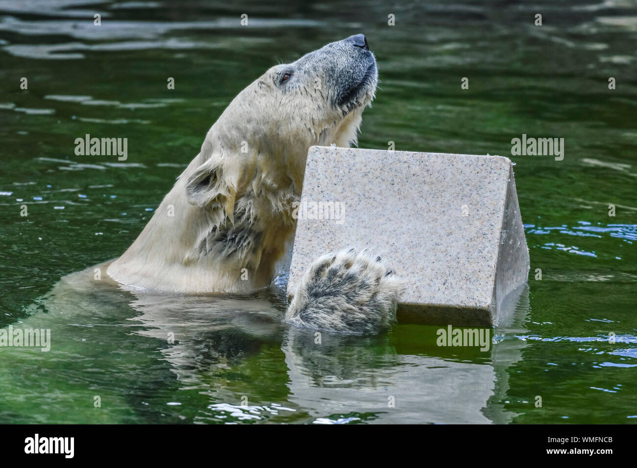 Eisbaerin Tonja, Eisbaerenanlage, Tierpark, Friedrichsfelde, Lichtenberg, Berlin, Deutschland Stockfoto