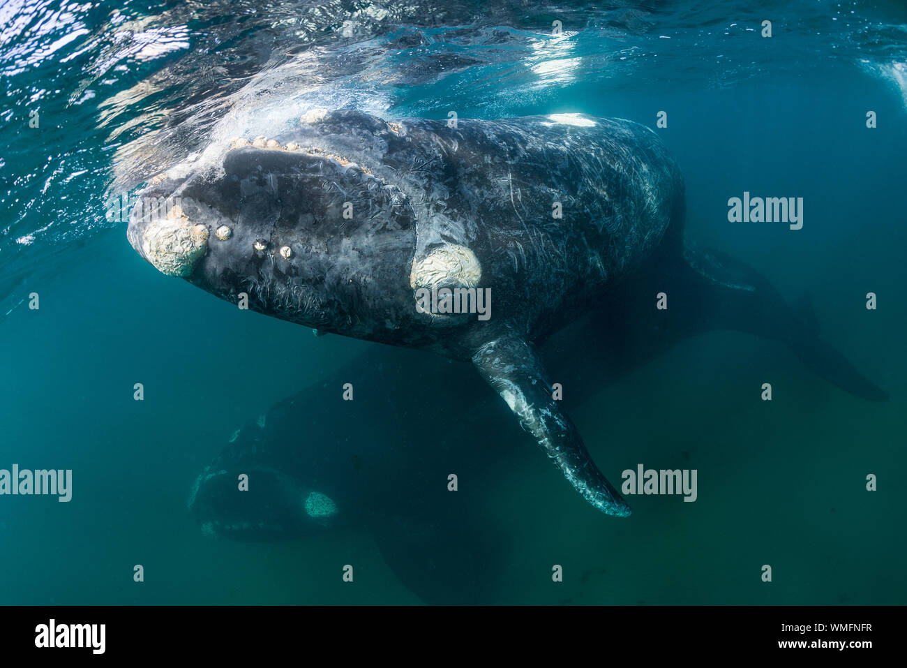 Southern Right Whale, Eubalaena australis, und ihr Kalb in den flachen geschützten Gewässern des Nuevo Golf, die Halbinsel Valdes, Argentinien. Stockfoto