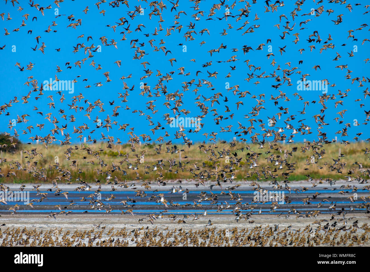 Europäische Goldregenpfeifer (Pluvialis apricaria), Ostsee, Fehmarn, Deutschland Stockfoto