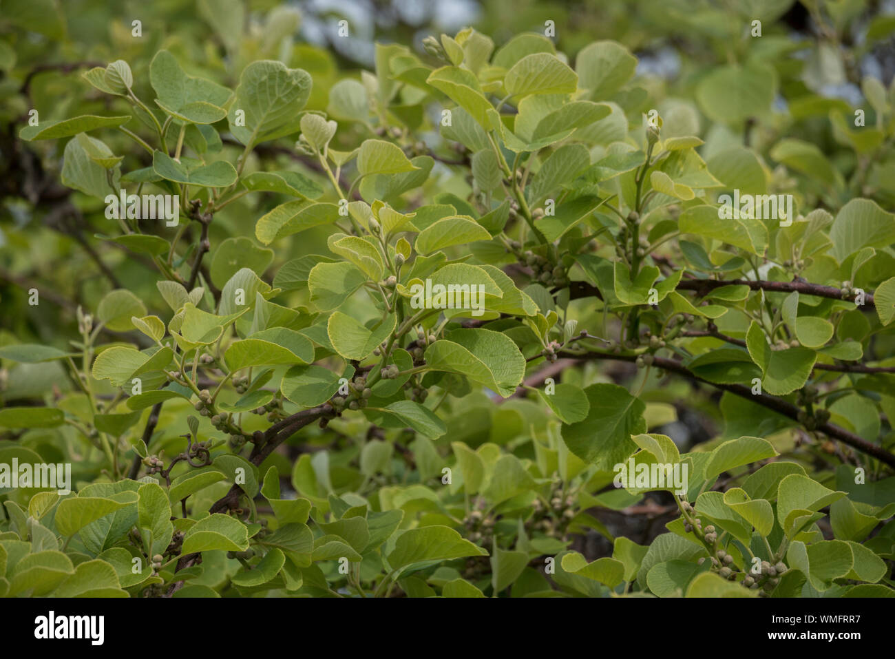 Bower actinidia, Blätter, Kochertal, Schwaebisch Hall, Hohenlohe, baden-württemberg, Heilbronn - Franken, Deutschland, (Actinidia arguta) Stockfoto