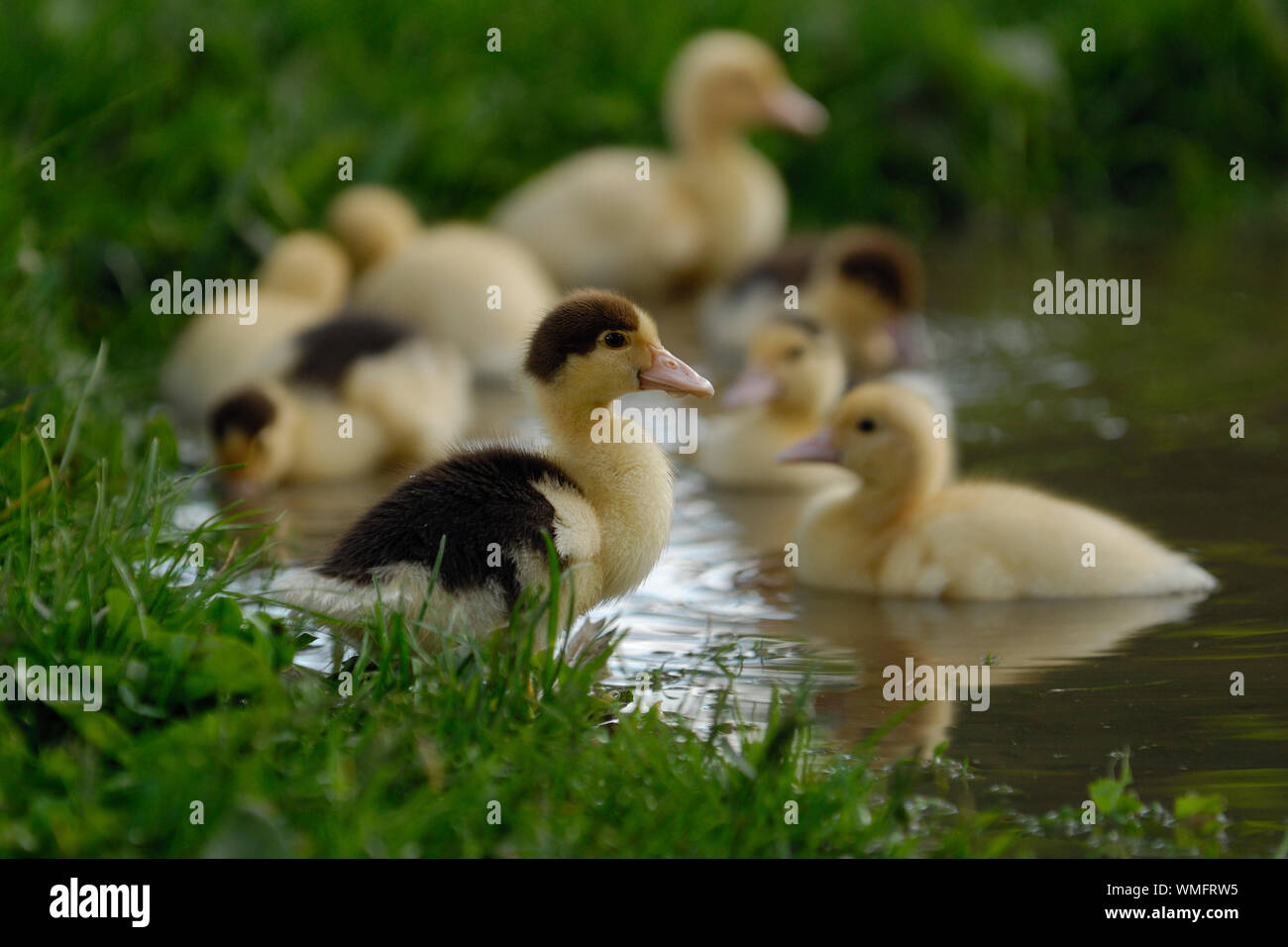 Inländische Muscovy Duck, Entenküken, (Cairina moschata forma domestica) Stockfoto