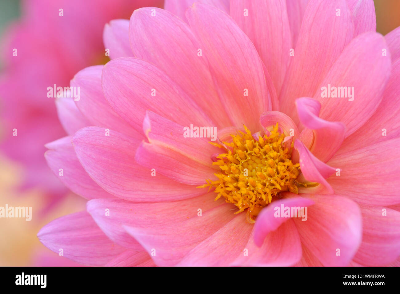 Rosa Dahlie (Dahlia spec.) Stockfoto