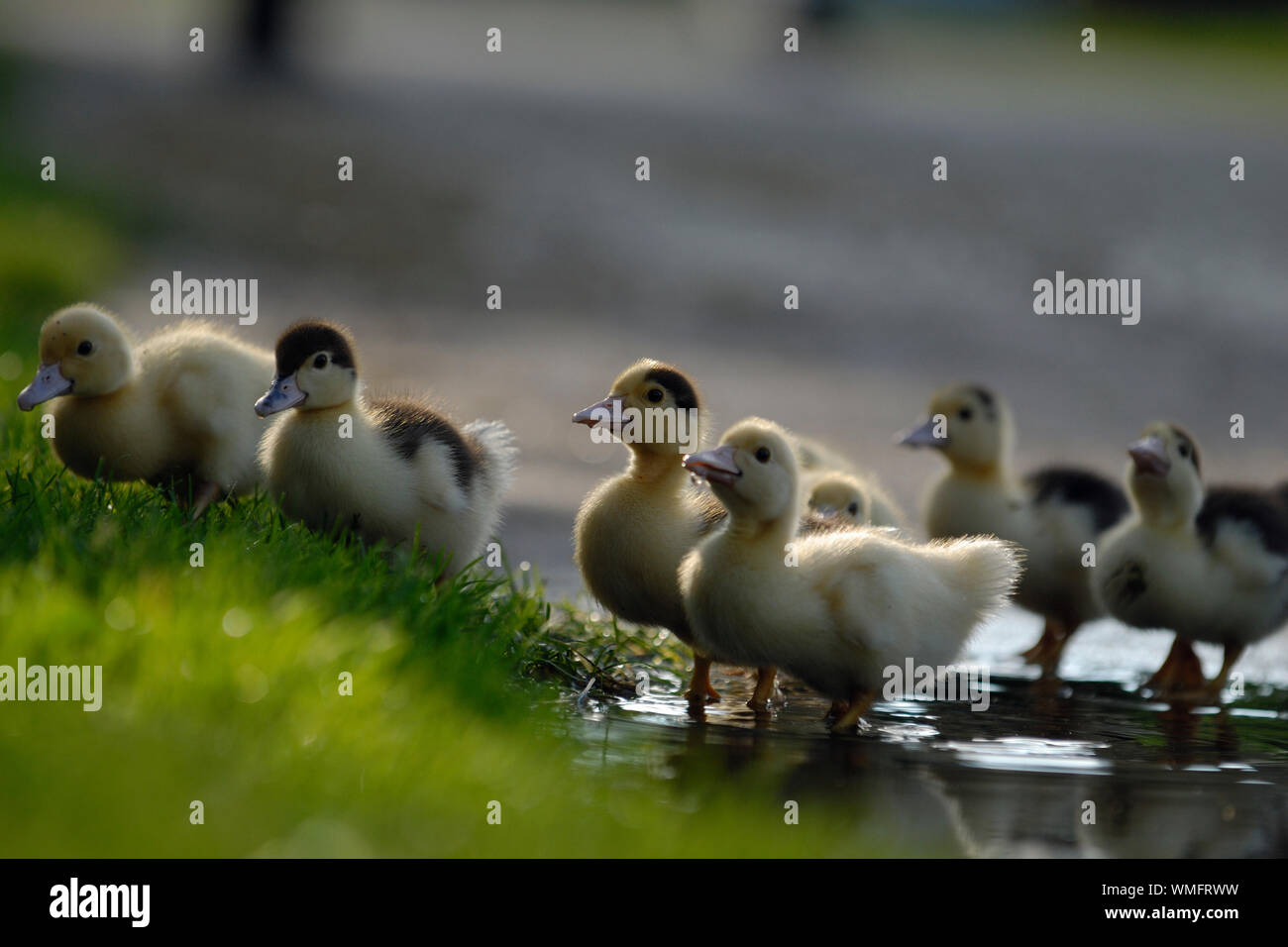 Inländische Muscovy Duck, Entenküken in der Pfütze, (Cairina moschata forma domestica) Stockfoto