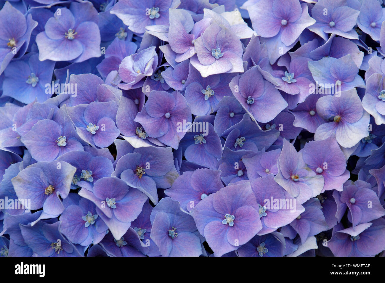 Hortensie, Hydrangea macrophylla Stockfoto