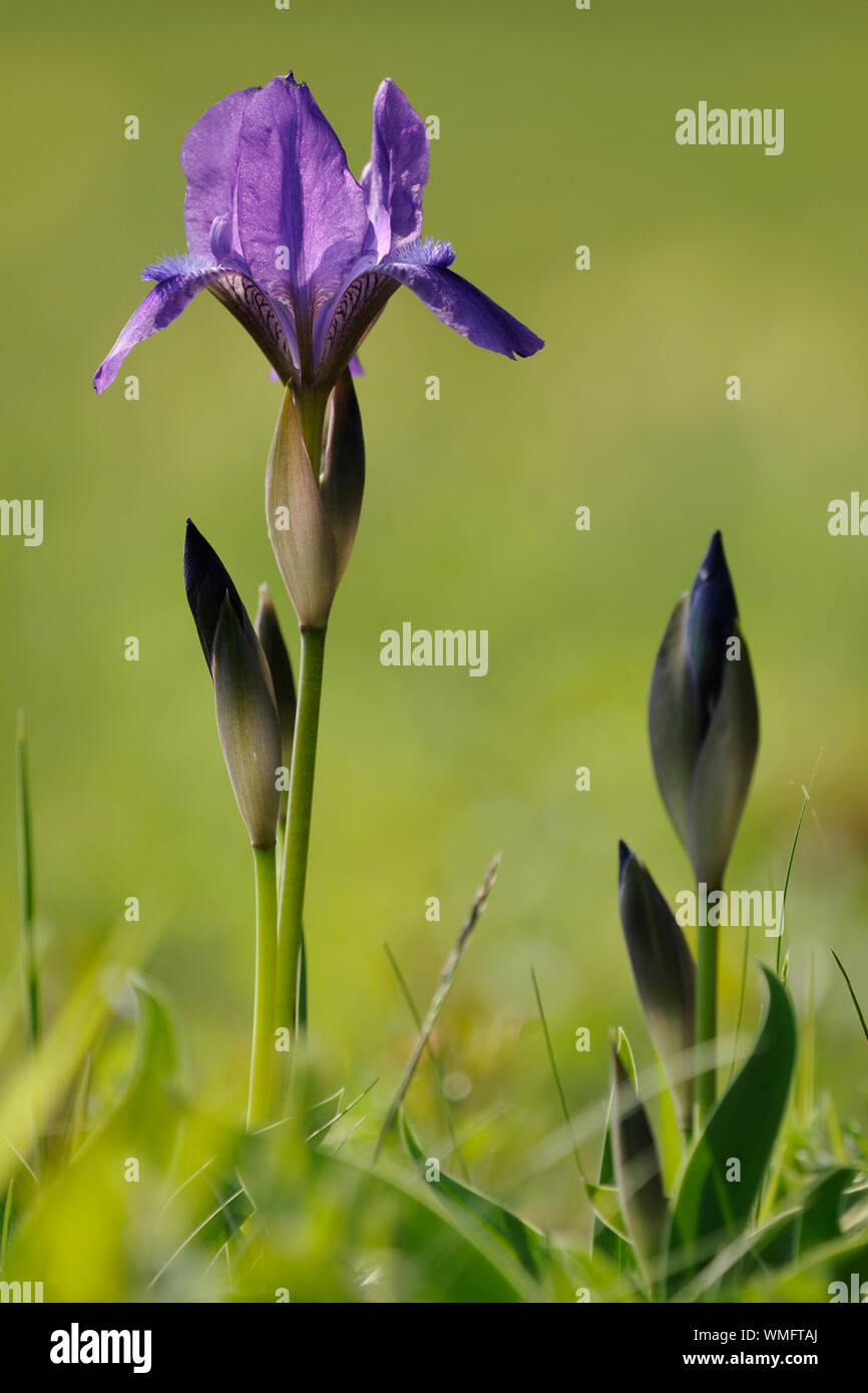 Hocker Iris, Iris aphylla Stockfoto