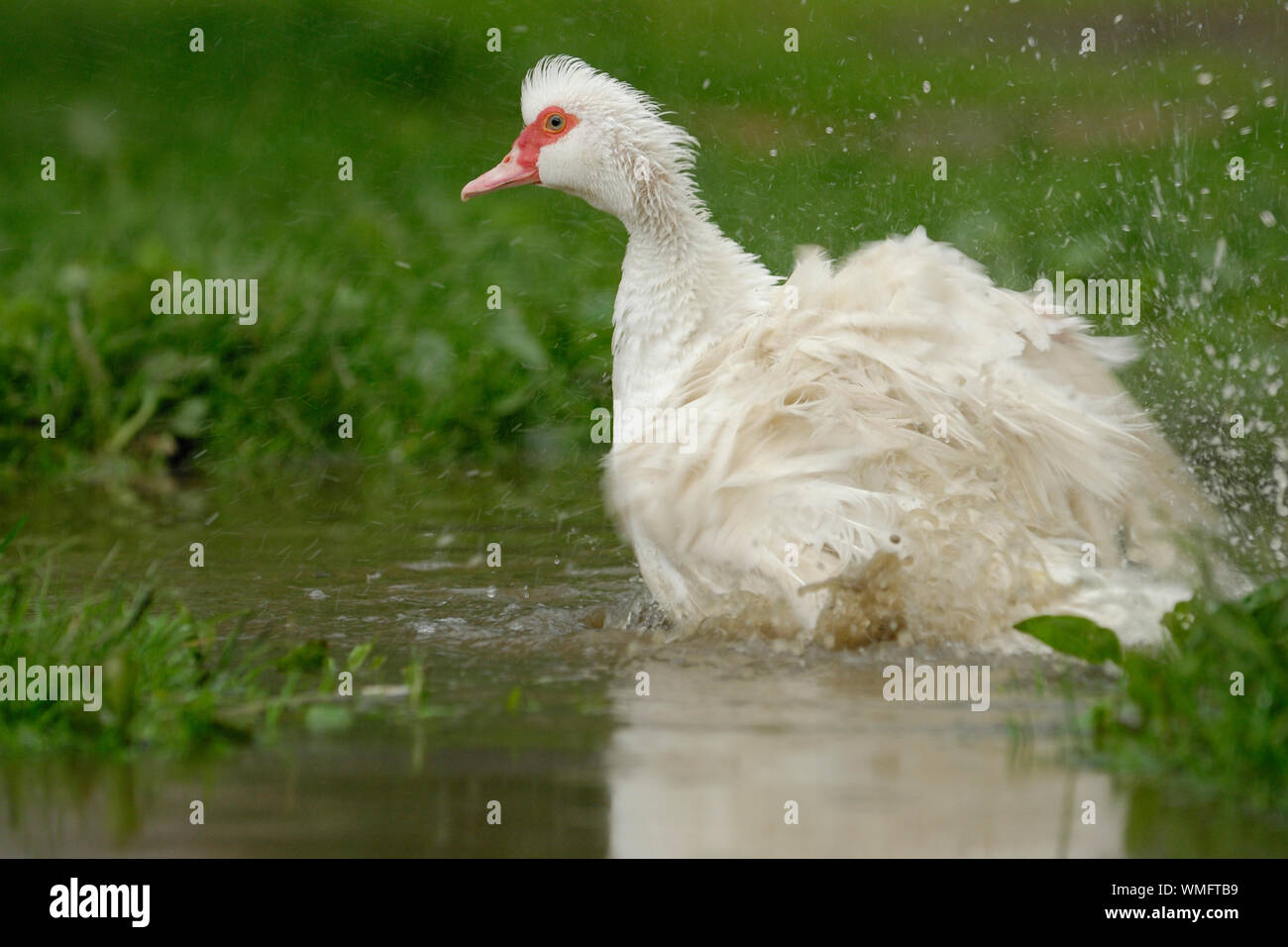 Inländische Muscovy Duck, (Cairina moschata forma domestica) Stockfoto