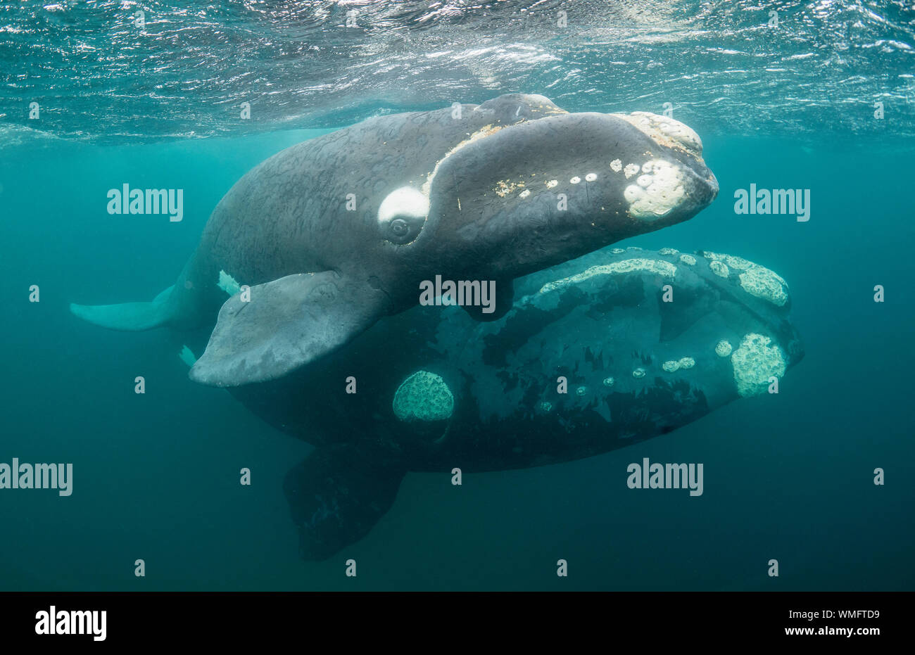 Southern Right Whale, Eubalaena australis, und ihr Kalb in den flachen geschützten Gewässern des Nuevo Golf, die Halbinsel Valdes, Argentinien. Stockfoto
