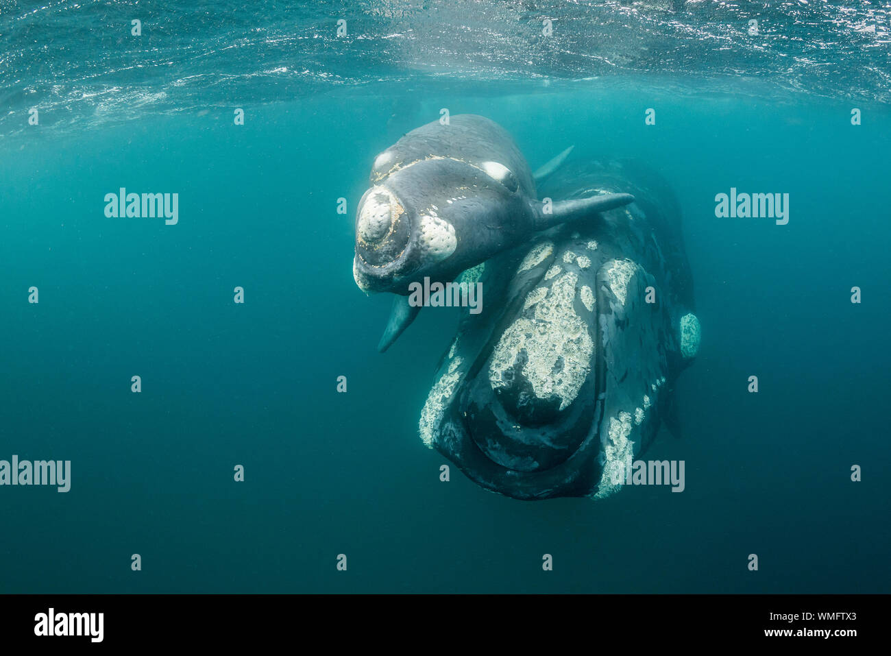 Southern Right Whale, Eubalaena australis, und ihr Kalb in den flachen geschützten Gewässern des Nuevo Golf, die Halbinsel Valdes, Argentinien. Stockfoto