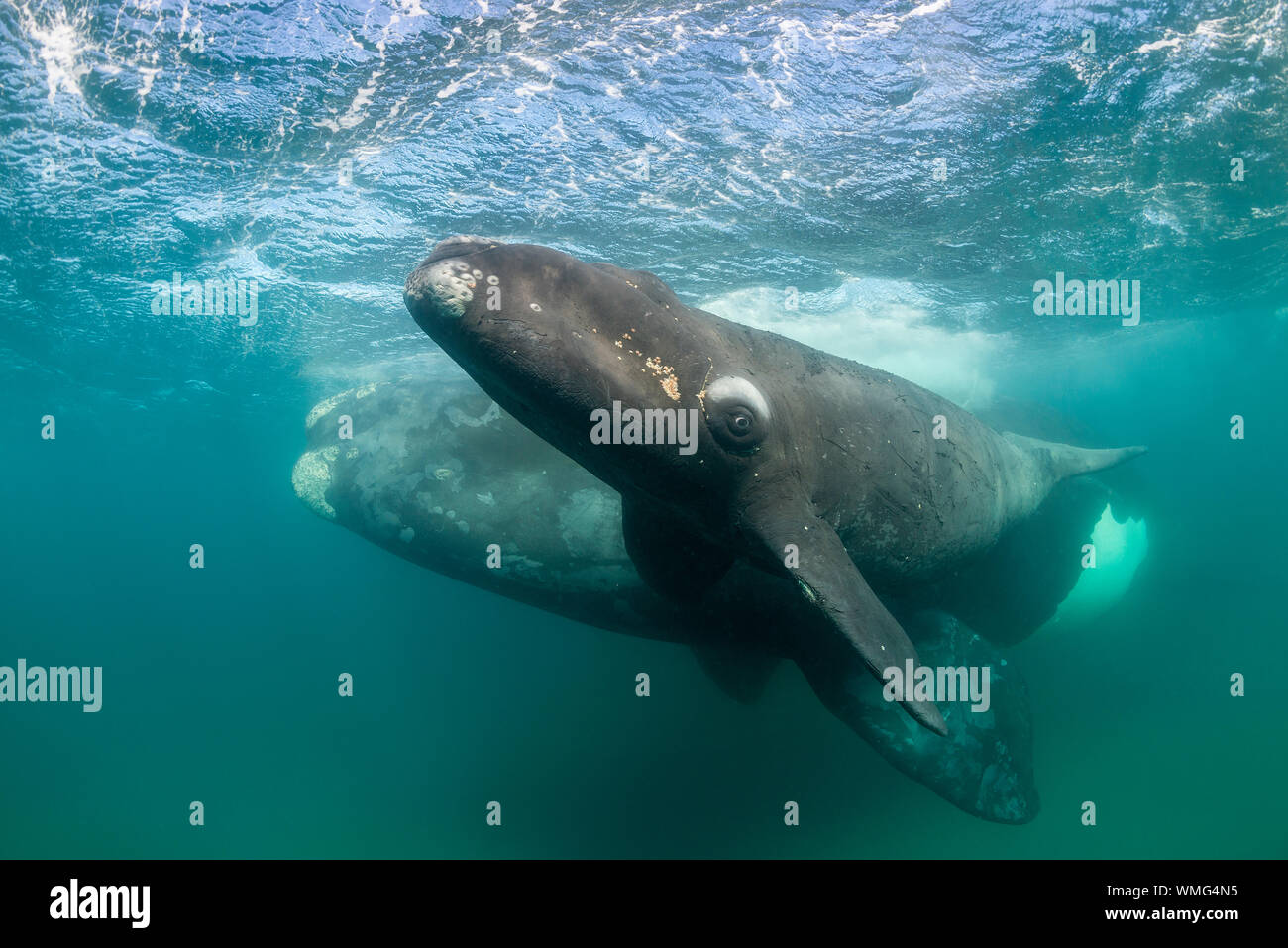 Southern Right Whale, Eubalaena australis, und ihr Kalb in den flachen geschützten Gewässern des Nuevo Golf, die Halbinsel Valdes, Argentinien. Stockfoto