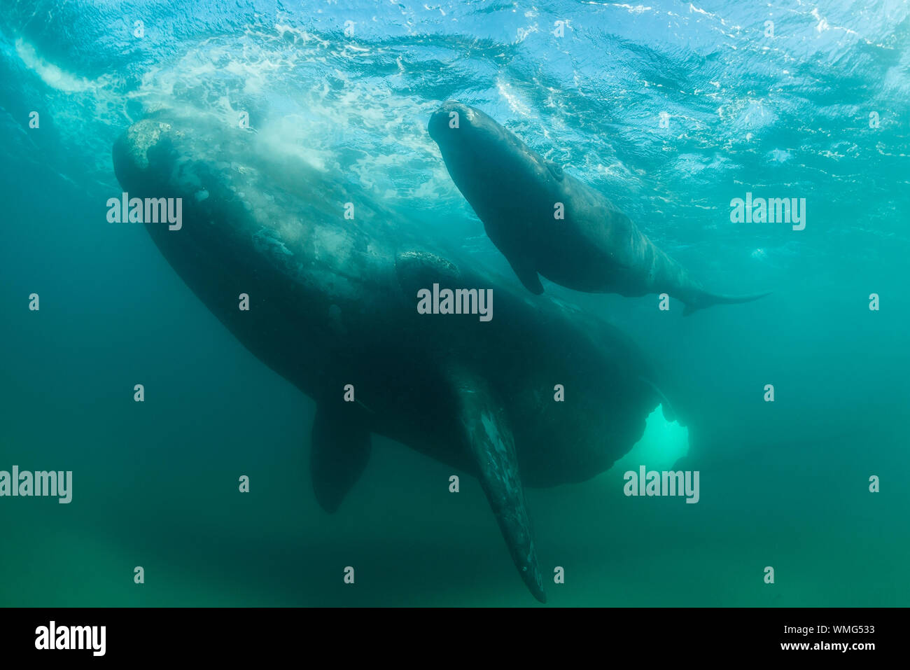 Southern Right Whale, Eubalaena australis, und ihr Kalb in den flachen geschützten Gewässern des Nuevo Golf, die Halbinsel Valdes, Argentinien. Stockfoto