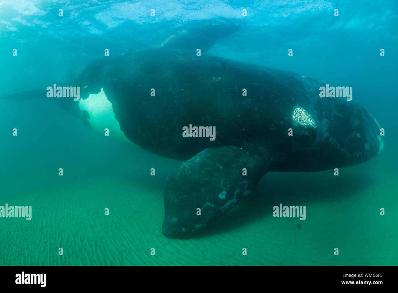 Southern Right Whale, Eubalaena australis, und ihr Kalb in den flachen geschützten Gewässern des Nuevo Golf, die Halbinsel Valdes, Argentinien. Stockfoto