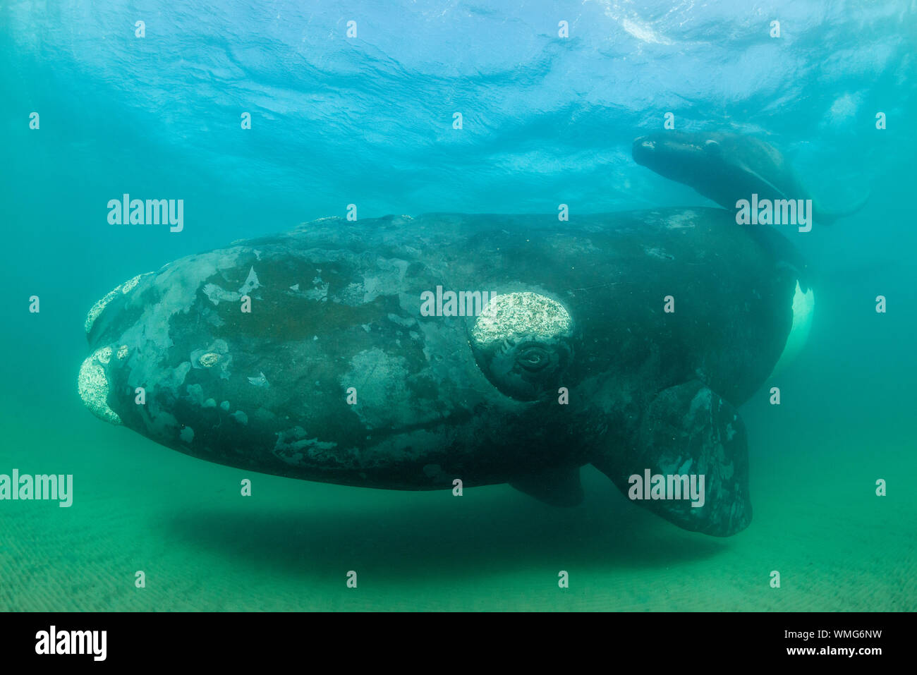 Southern Right Whale, Eubalaena australis, und ihr Kalb in den flachen geschützten Gewässern des Nuevo Golf, die Halbinsel Valdes, Argentinien. Stockfoto