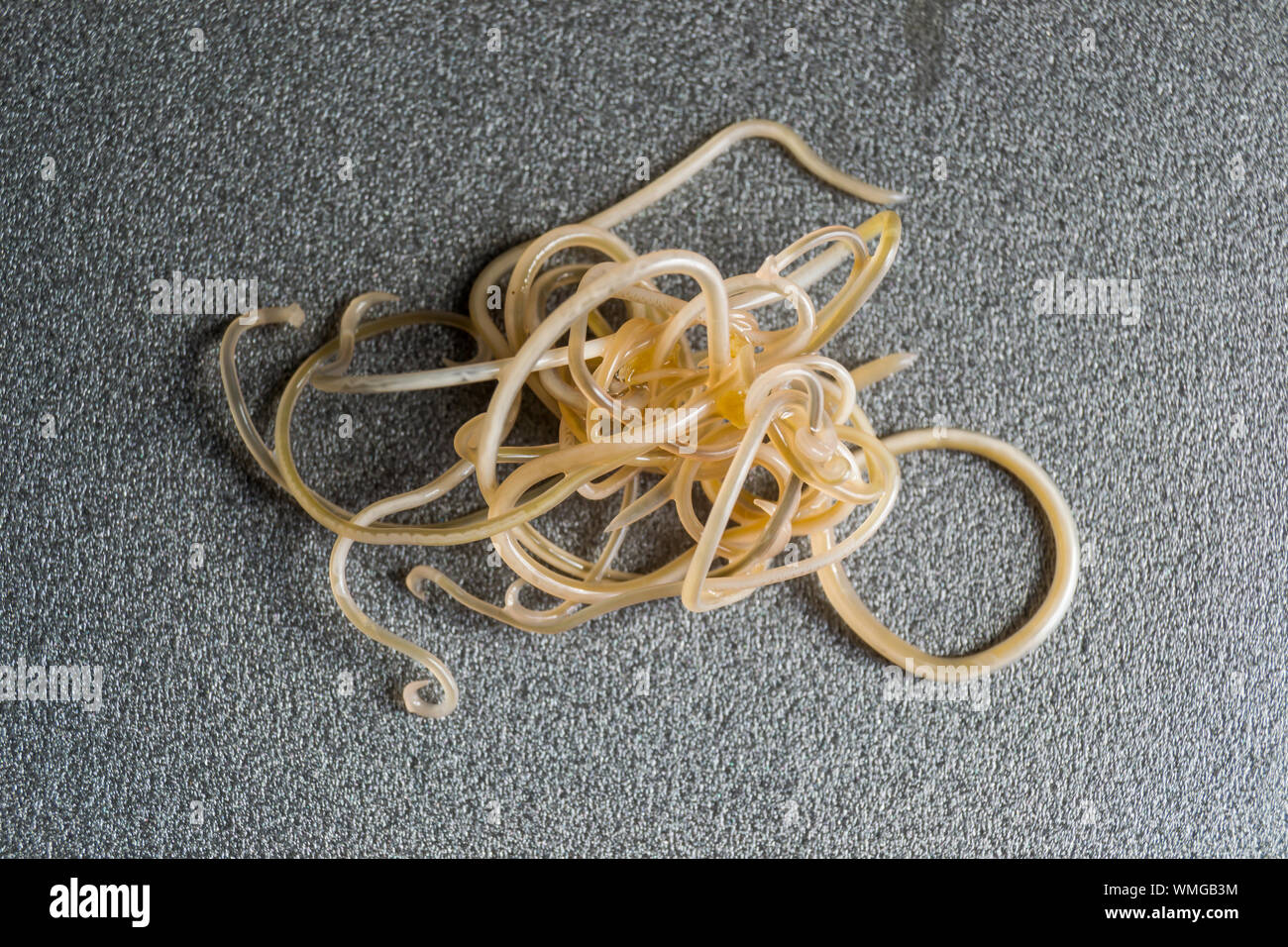 Nahaufnahme von Toxocara cati. Spulwürmer aus einer Katze Stockfotografie -  Alamy