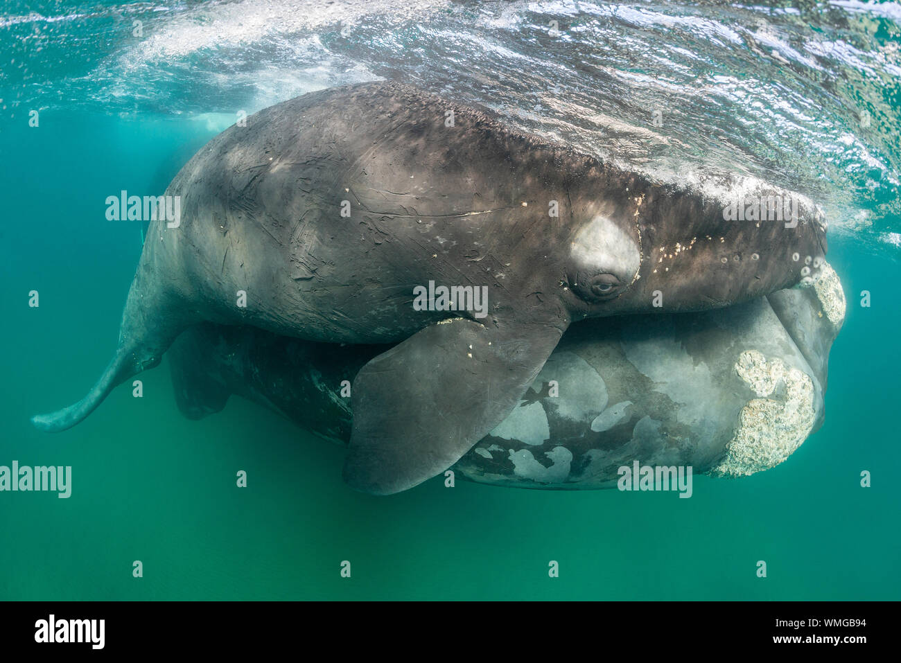 Southern Right Whale, Eubalaena australis, und ihr Kalb in den flachen geschützten Gewässern des Nuevo Golf, die Halbinsel Valdes, Argentinien. Stockfoto