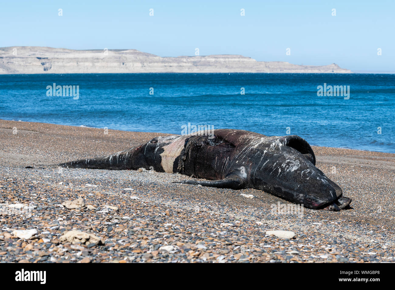 Tot Southern Right Whale Kalb, Eubalaena Australis, ruht auf dem Sand, Nuevo Golf, die Halbinsel Valdes, Argentinien. Stockfoto