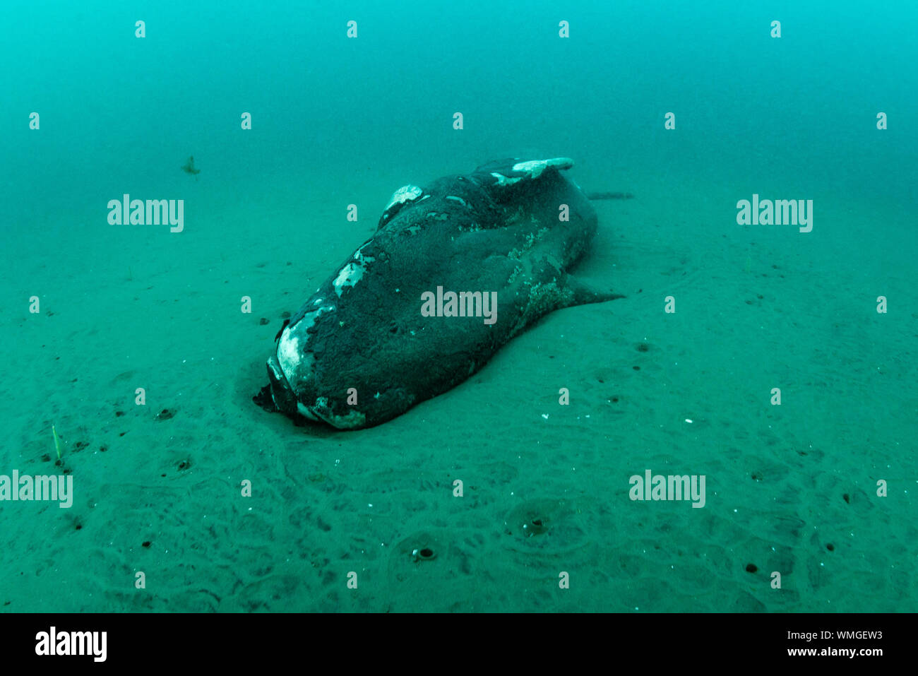 Tot Southern Right Whale Kalb, Eubalaena Australis, ruht auf den Sand im flachen Wasser, Nuevo Golf, die Halbinsel Valdes, Argentinien. Stockfoto