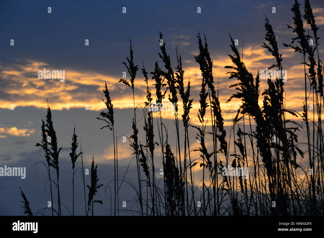 Sea Oats sind gegen die Wolken bei Sonnenaufgang auf dem North Carolina Outer Banks. Stockfoto