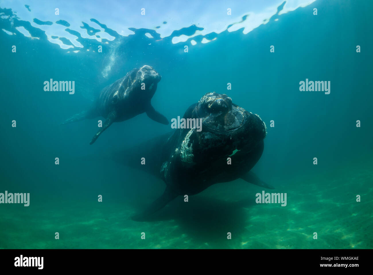 Southern Right Whale, Eubalaena australis, und ihr Kalb in den flachen geschützten Gewässern des Nuevo Golf, die Halbinsel Valdes, Argentinien. Stockfoto
