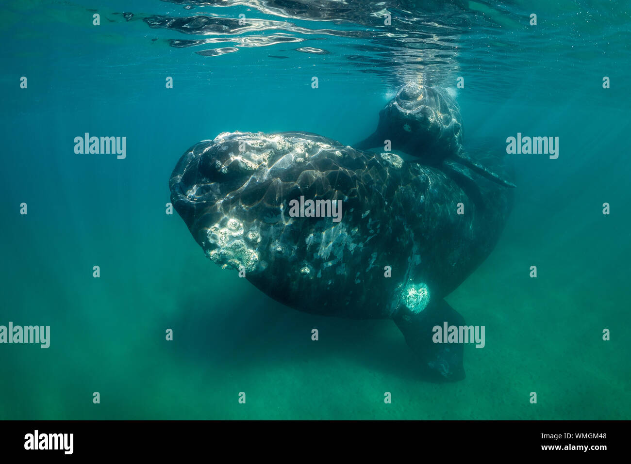 Southern Right Whale, Eubalaena australis, und ihr Kalb in den flachen geschützten Gewässern des Nuevo Golf, die Halbinsel Valdes, Argentinien. Stockfoto