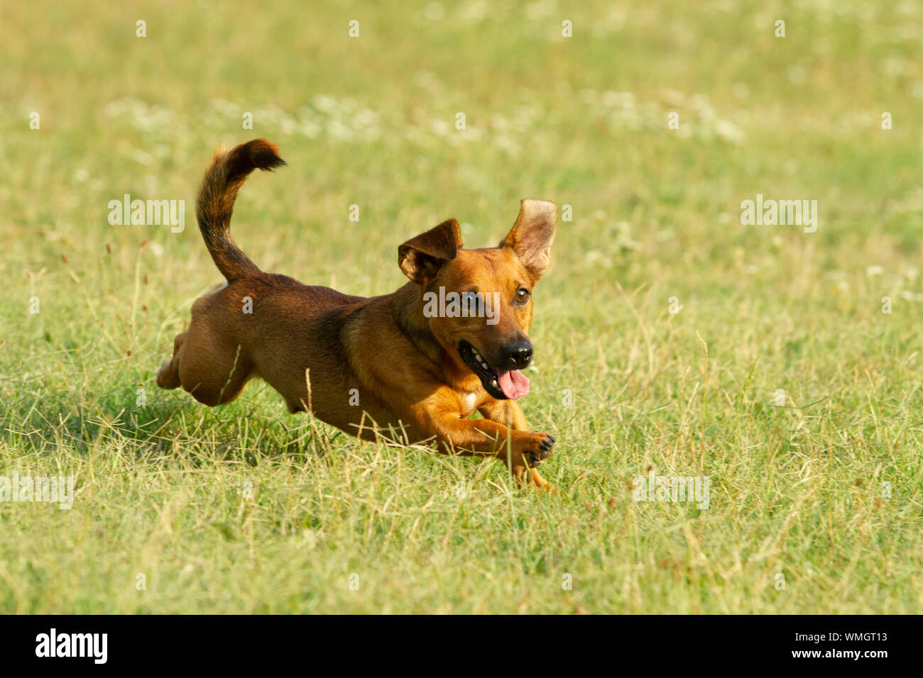 Niedliche Mischling Hund spielen auf einer Wiese. Alter von fast 2 Jahren. Parson Jack Russell - Deutscher Schäferhund - Chihuahua mix. Stockfoto
