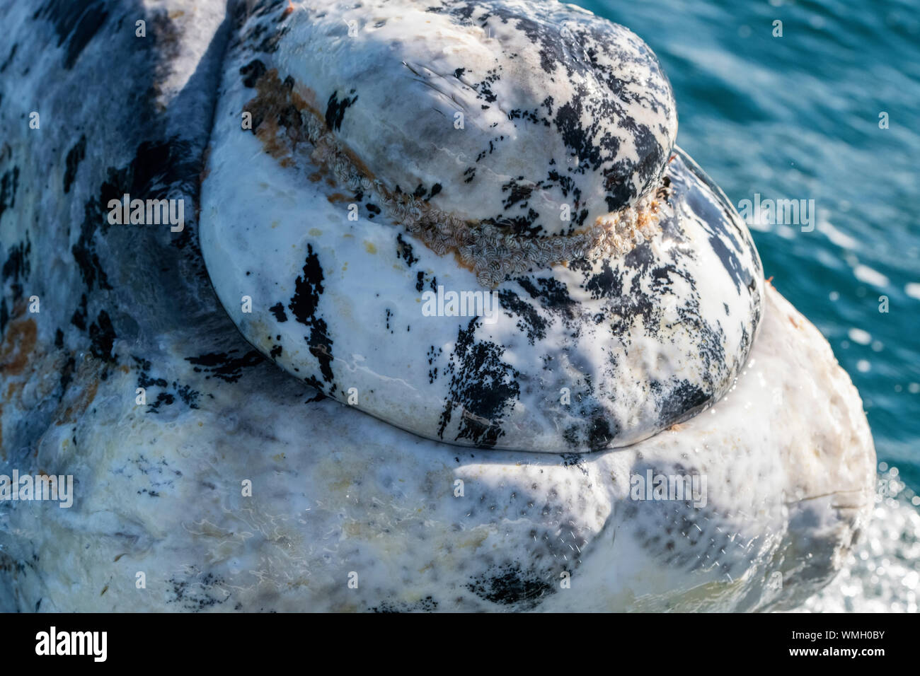 Southern Right Whale, Eubalaena Australis, die Verletzung in der Nuevo Golf, die Halbinsel Valdes, Argentinien. Stockfoto