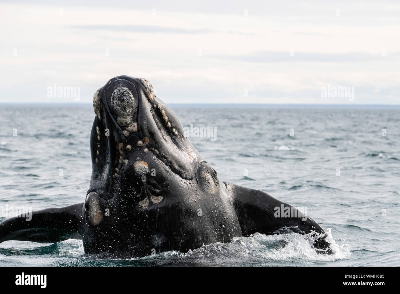 Southern Right Whale, Eubalaena Australis, die Verletzung in der Nuevo Golf, die Halbinsel Valdes, Argentinien. Stockfoto