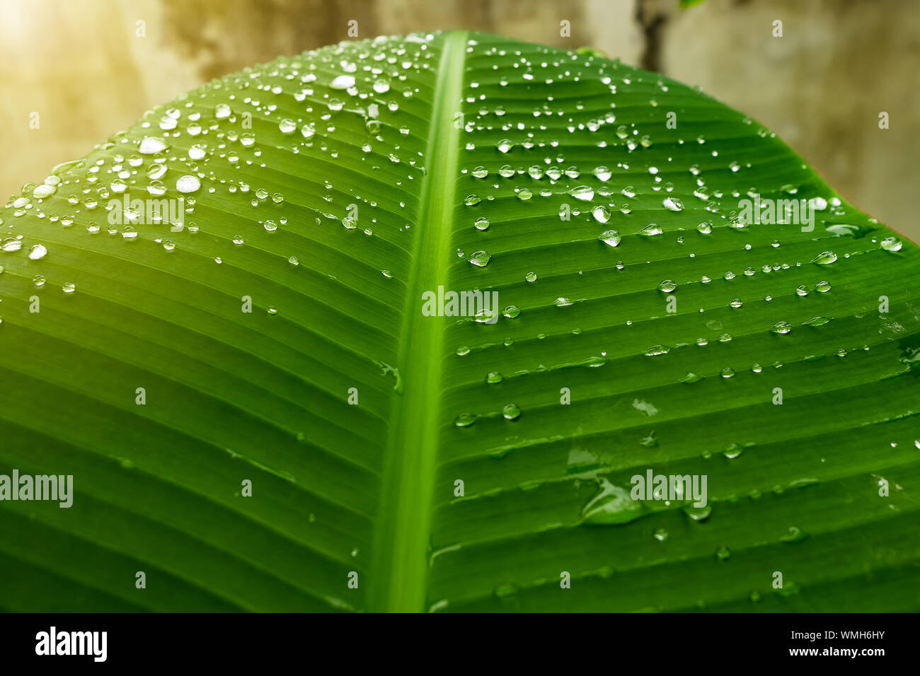 Wassertropfen auf frische Banane geht am Morgen Stockfotografie - Alamy