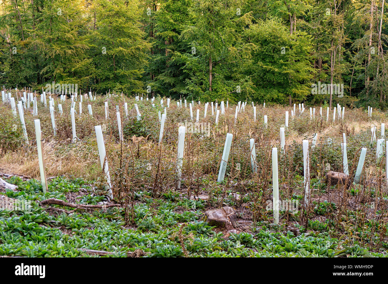 Jungpflanzen für die Aufforstung in den Taunus in der Nähe von Goldgrubenfelsen Stockfoto