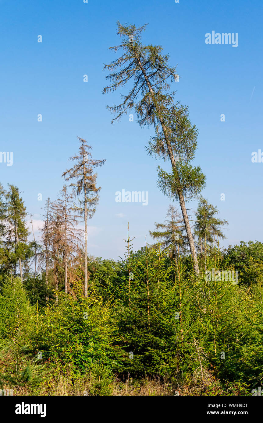 Wald mit beschädigt und Aufgeforsteten Bäume Stockfoto
