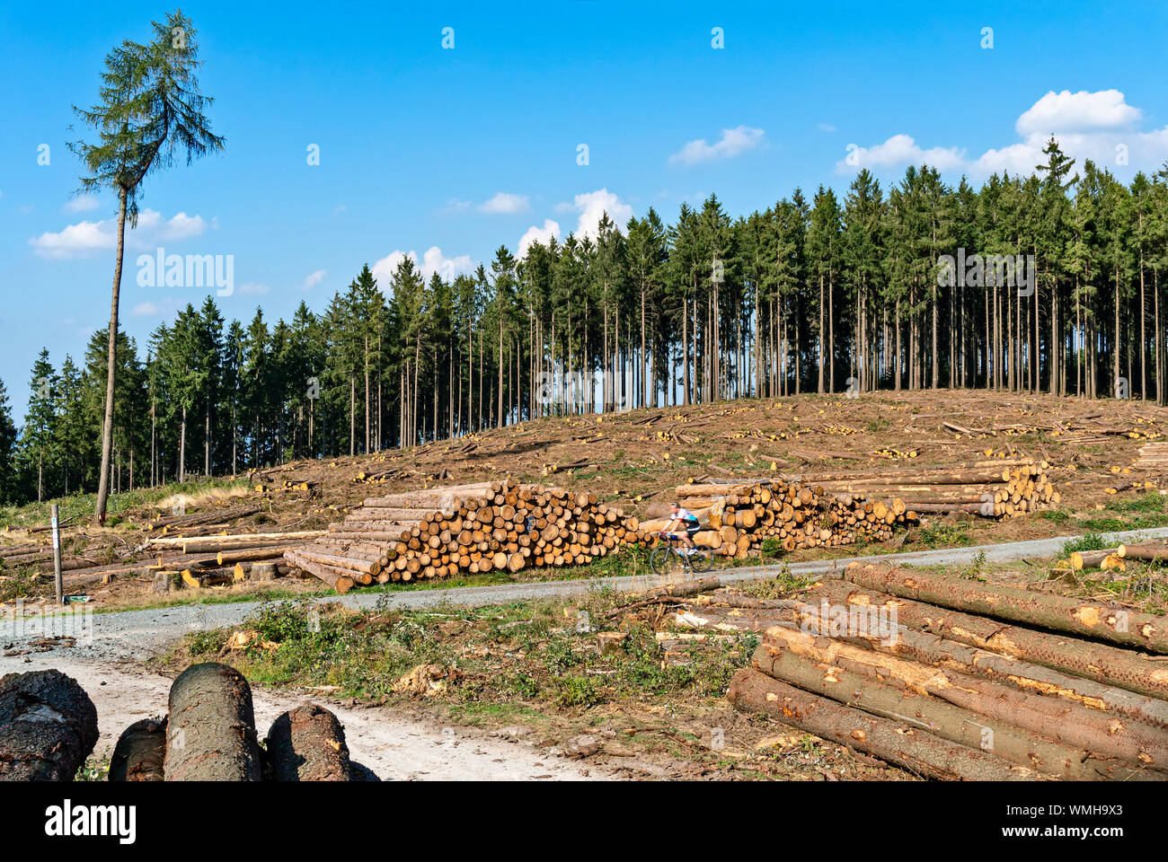 Da der Waldschäden abgeholzten Bäume am Eichkopf im Taunus in der Nähe des Sandplacken. Stockfoto