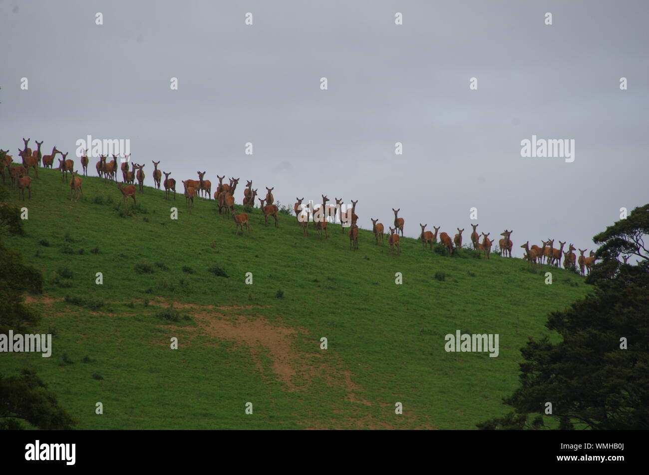 Te Araroa Trail. Der Weg von Longwood Wald. Southland. South Island. Neuseeland Stockfoto