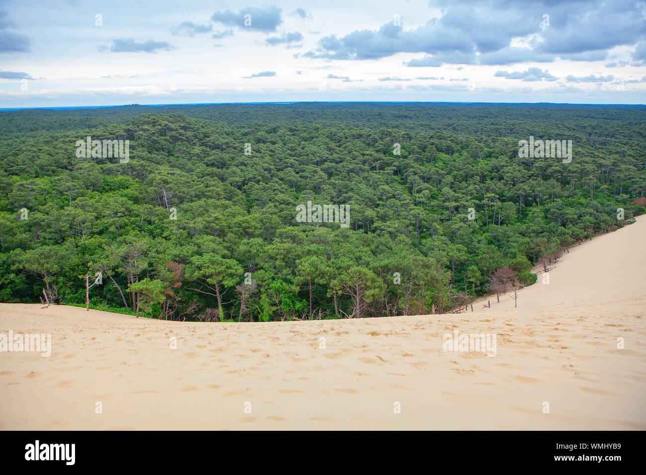 Landschaft von sandy Duna und Nadelwald Stockfoto