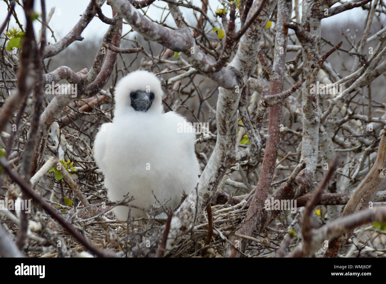 Ein Baby rot Footed Booby Standortwahl in einem Nest im Baum auf Genovesa Insel auf Galapagos Stockfoto