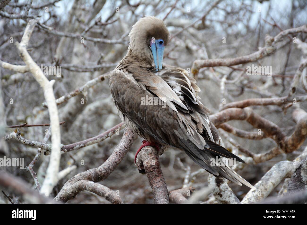 Eine rote Footed Booby putzen auf Genovesa Insel auf Galapagos Stockfoto