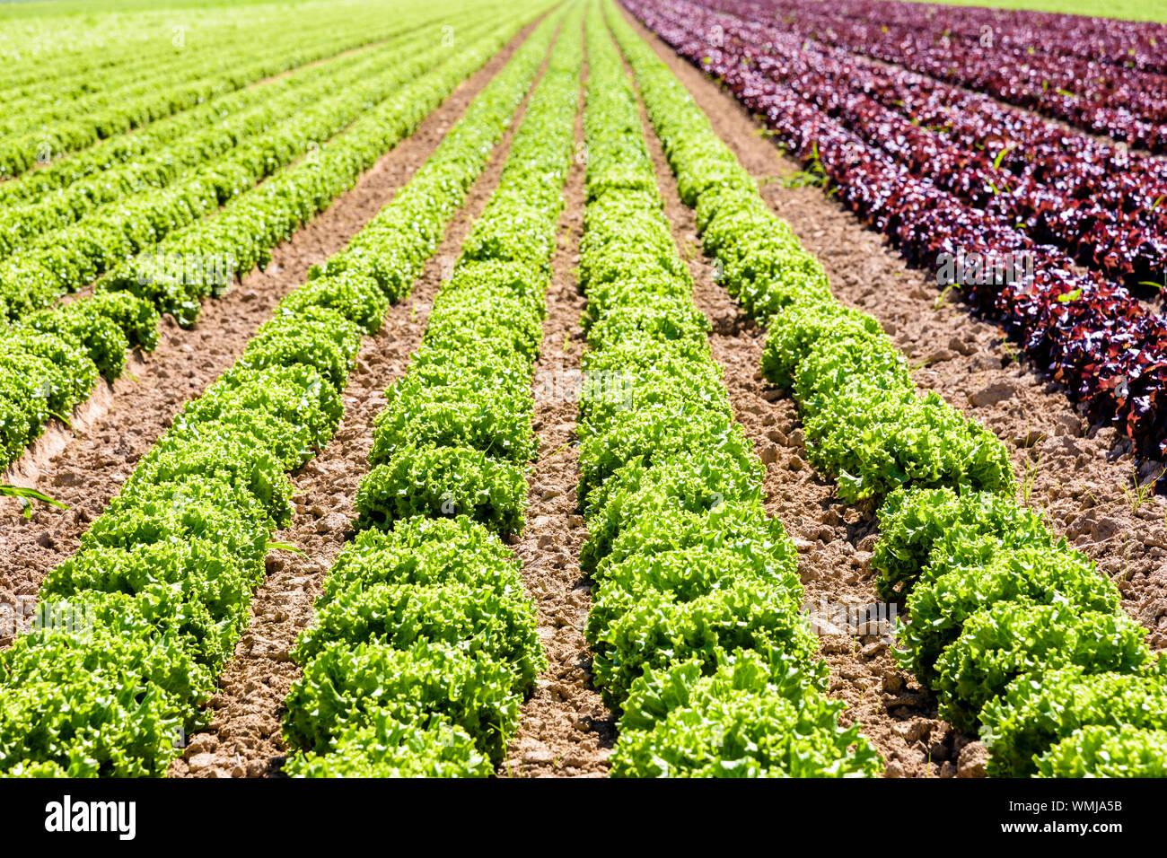 Reihen von grünen und roten Salaten im freien Feld unter einem hellen Sonnenschein in den Vororten von Paris, Frankreich angebaut. Stockfoto